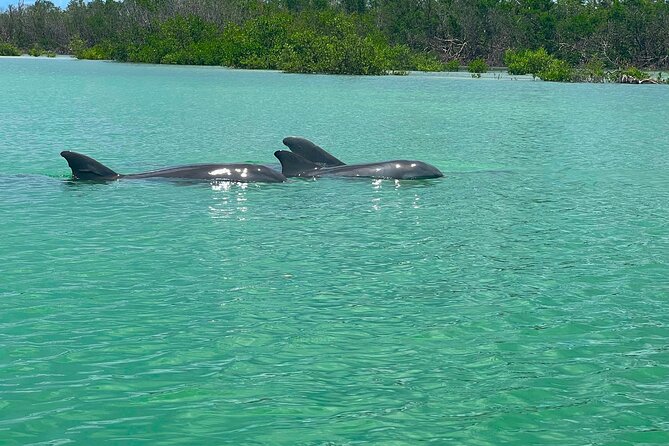 Self Guided Standup Paddle Board EcoTour -Bonita Springs - Mangrove Tunnels and Calm Inlets: The Main Paddle Time