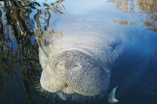 Siesta Key Guided Eco Tour - Kayaking Jim Neville Marine Preserve is the whole point