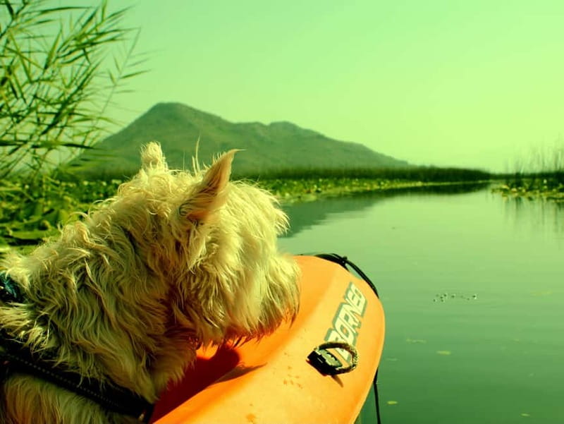 Skadar Lake National Park: Eco-friendly Kayak Adventure - Virpazar start: quick logistics, easy meeting, real lake time