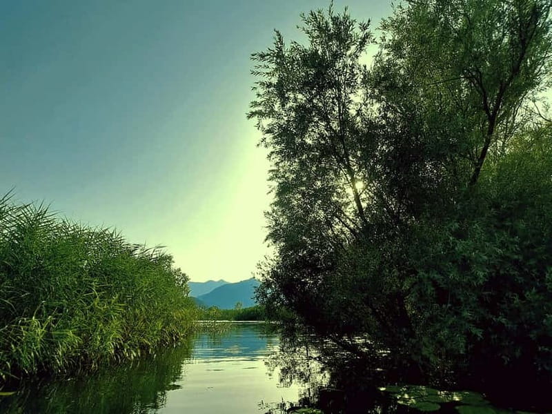 Skadar Lake National Park: Eco-friendly Kayak Adventure - The 1-hour kayak route: what you’ll likely see and what to expect