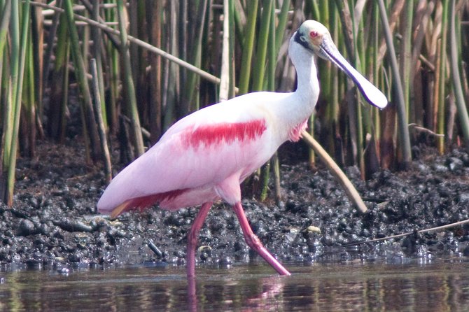 Small Group Boat, Kayak and Walking Guided Eco Tour Everglades - The boat ride: Chokoloskee to the remote marine edge