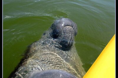 Small Group Boat, Kayak and Walking Guided Eco Tour Everglades - Boat Ride Through Remote Everglades Water