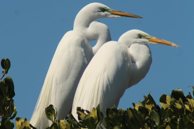 Small Group Boat, Kayak and Walking Guided Eco Tour Everglades - The beach walk: dunes, wrack lines, shells, mangroves