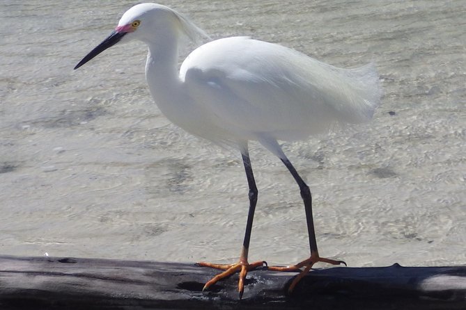Small Group Boat, Kayak and Walking Guided Eco Tour Everglades - Price and value: is $199.95 fair for this mix of activities?