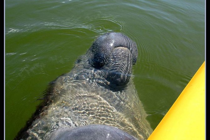Small Group Boat, Kayak and Walking Guided Eco Tour Everglades - Boat Ride Through Remote Everglades Water