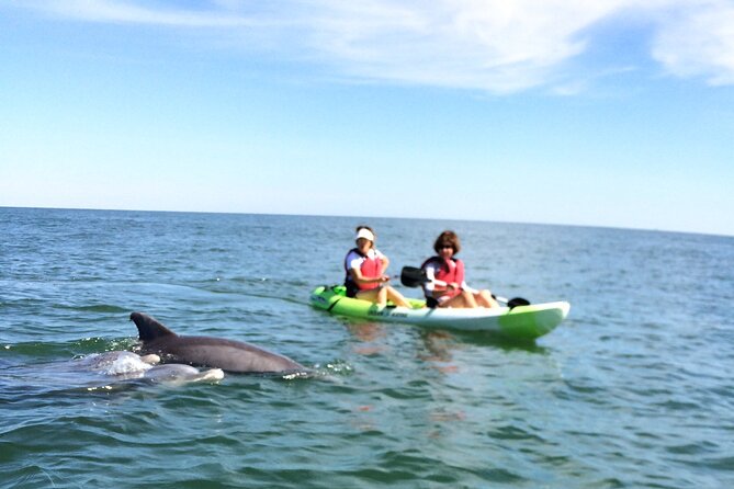 Small Group Dolphin Kayak Eco-Tour - Wildlife Beyond Dolphins: Birds, Turtles, and Other Surprises
