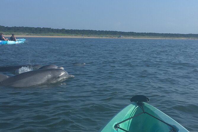 Small Group Dolphin Kayak Eco-Tour - Price and Value: Is $68 Worth Two Hours?