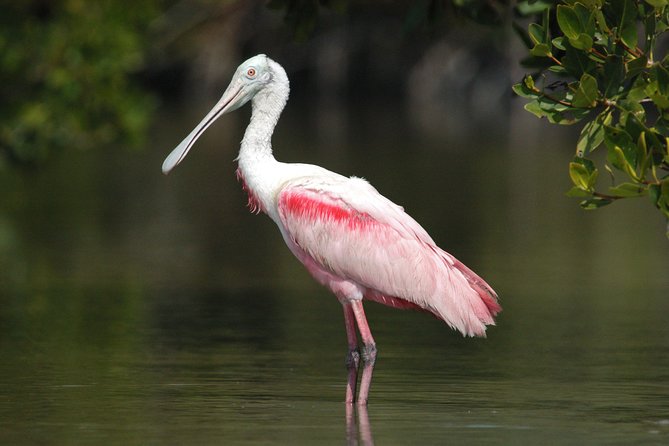 Small-Group Everglades Boating Kayaking and Walking Eco Tour - Key Things That Make This Everglades Tour Worth Your Time