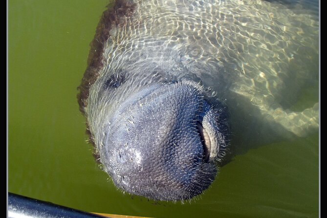 Small-Group Everglades Boating Kayaking and Walking Eco Tour - What to Bring and How to Prepare for a Boat-Kayak-Walk Day