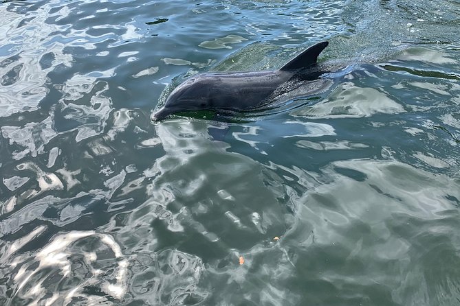 Small Group Florida Keys Eco Tour by Boat - Wildlife Spotting Without the Chaos: Dolphins, Manatees, and Birds