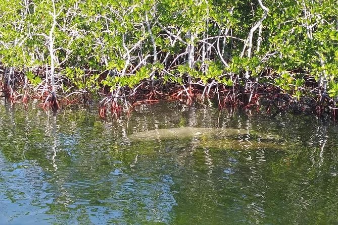 Small Group Florida Keys Eco Tour by Boat - Timing and Water Conditions: The Real Expectation for Clear Sightings