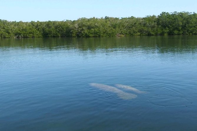 Small Group Florida Keys Eco Tour by Boat - Florida Keys National Marine Sanctuary: What You’ll Do at the Main Stop