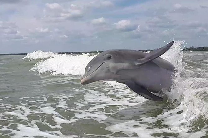 Small Group Motorboat Eco Tour of the Everglades - Photo-friendly dolphin and bird watching (and why the captain matters)