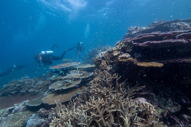 Snorkel & Dive the Reef: Sustainable, Scientific & Cultural Tour - Food and comfort: buffet lunch plus morning and afternoon tea