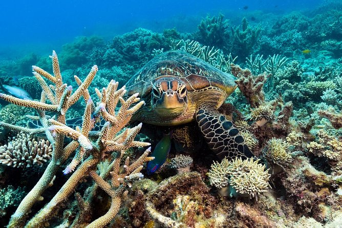 Snorkel & Dive the Reef: Sustainable, Scientific & Cultural Tour - Who this reef tour suits best (and who should think twice)