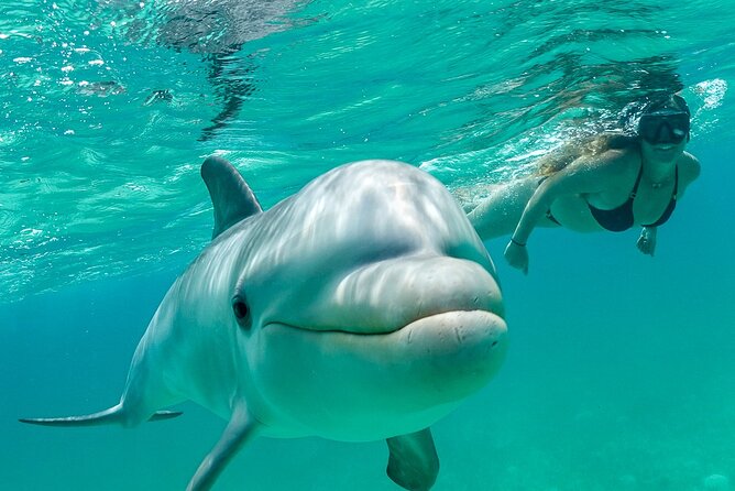 Snorkel Eco Tour - What You’re Signing Up For Along the North Shore Reefs