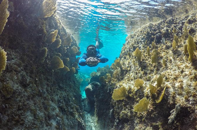 Snorkel Eco Tour - The Crew Makes the Wildlife Easy to Spot
