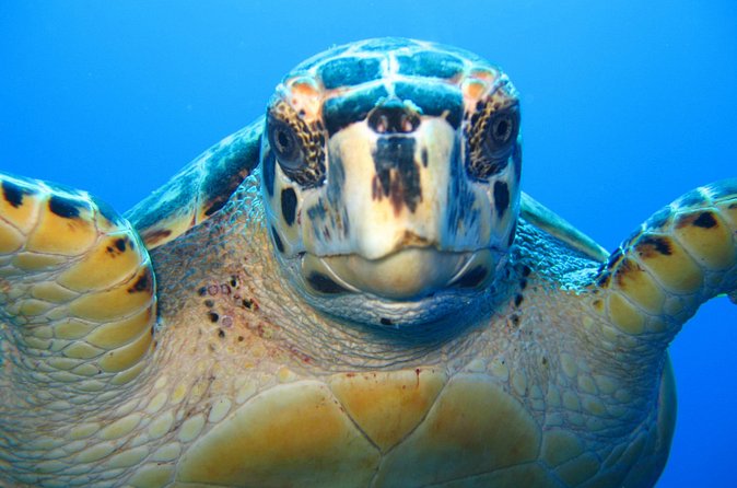 Snorkel Eco Tour - Who This Tour Fits Best (and Who Might Want Something Different)