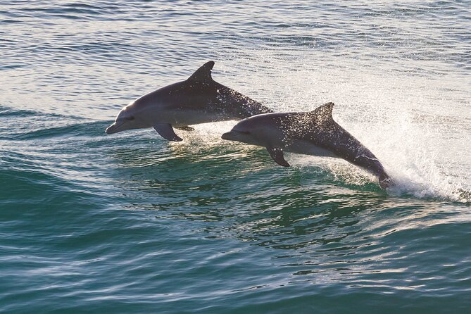 St. Augustine Wildlife Adventure: Boat Cruise & Kayak Eco Tour - Key points to know