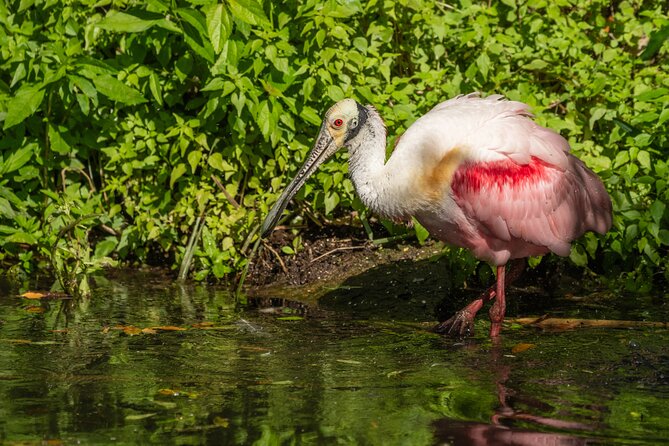 St. Augustine Wildlife Adventure: Boat Cruise & Kayak Eco Tour - After paddling: snacks, water/soda, and optional beer or wine