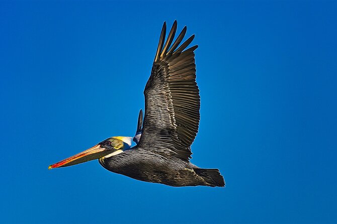 St. Augustine Wildlife Adventure: Boat Cruise & Kayak Eco Tour - Quick tips so you enjoy the water more