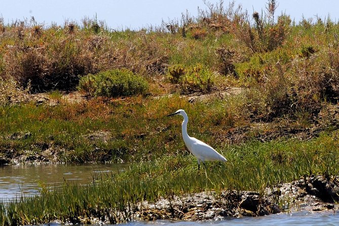Sunset Boat Trip of Ria Formosa: an Eco-friendly Tour out from Faro - Faro old town at the end: finishing with a city view