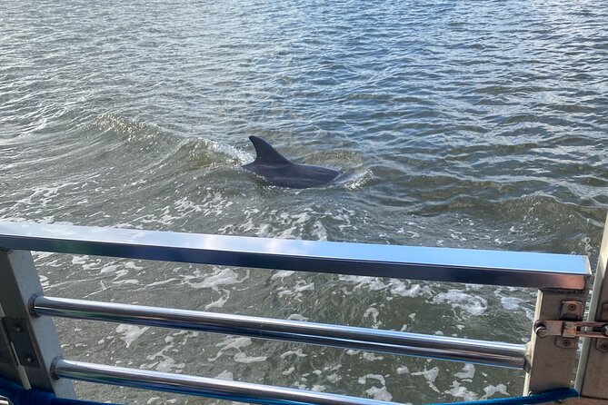 Sunset Dolphin Eco Tour - Wildlife spotting with real narration: dolphins, birds, and marsh edges