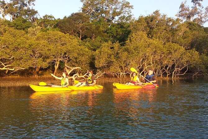 Sunset Kayak Eco Tour with Marine Scientist - Wildlife Spotting at Dusk: Birds and Marine Life to Watch For
