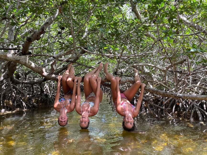 Tavernier, FL: Mangrove and Manatees Guided Kayak Eco Tour - Mangrove paddling on Tavernier Creek: why this route is so memorable
