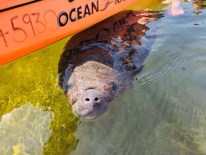 Tavernier, FL: Mangrove and Manatees Guided Kayak Eco Tour - Morning vs afternoon tours: picking the right time for wildlife and comfort