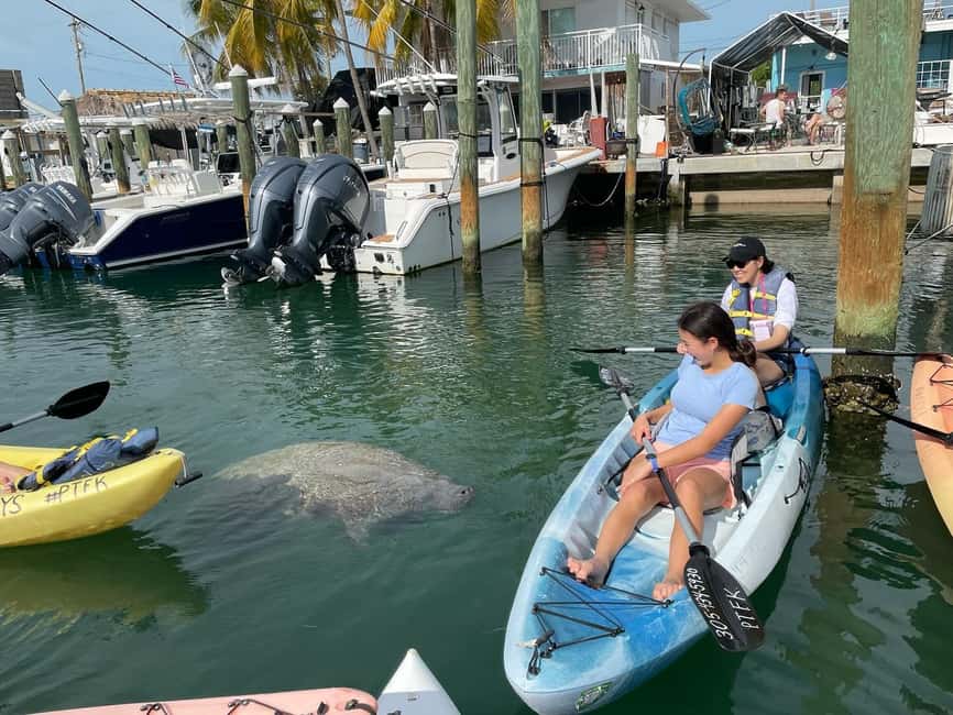 Tavernier, FL: Mangrove and Manatees Guided Kayak Eco Tour - Wildlife viewing mindset: how to get more from every minute