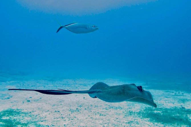 The Original Eco Tour Full-Day Around the Island of Sint Maarten - Key things I’d clock before you go