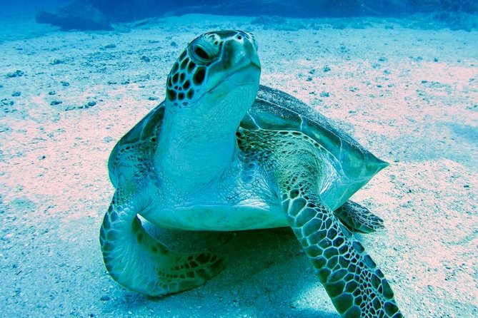 The Original Eco Tour Full-Day Around the Island of Sint Maarten - Stop 1: Tintamarre Island in the French Nature Reserve
