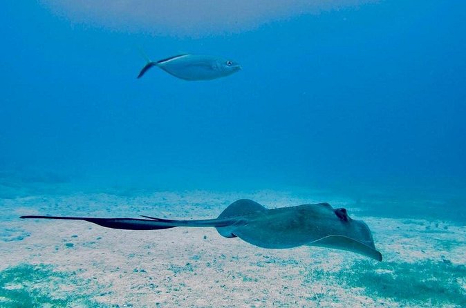 The Original Eco Tour Full-Day Around the Island of Sint Maarten - Stop 3: Grand Case Swim Time and Lunch That Keeps the Day Moving