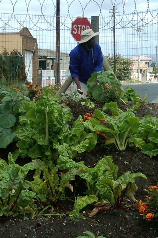 Township Eco Tour - Light lunch and what fits into a 4-hour schedule