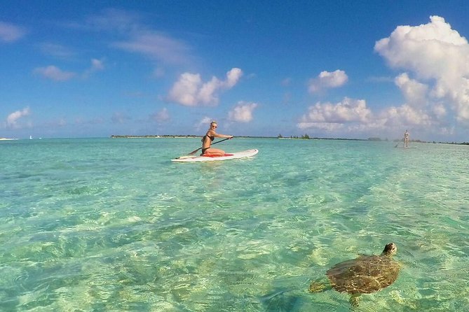 Turtle Eco Tour on Stand-Up Paddleboards or Kayaks into the National Marine Park - Key highlights you’ll feel right away