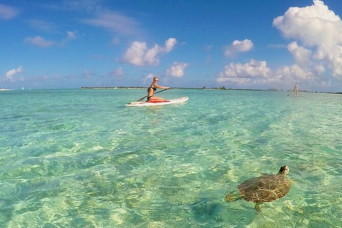 Turtle Eco Tour on Stand-Up Paddleboards or Kayaks into the National Marine Park - How the 1.5 hours on the water plays out