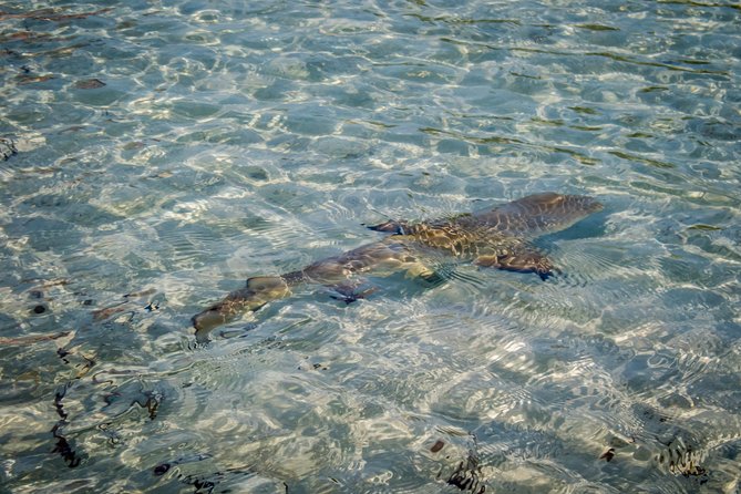 Turtle Eco Tour on Stand-Up Paddleboards or Kayaks into the National Marine Park - Wildlife spotting: what to watch for (and how to spot it without rushing)