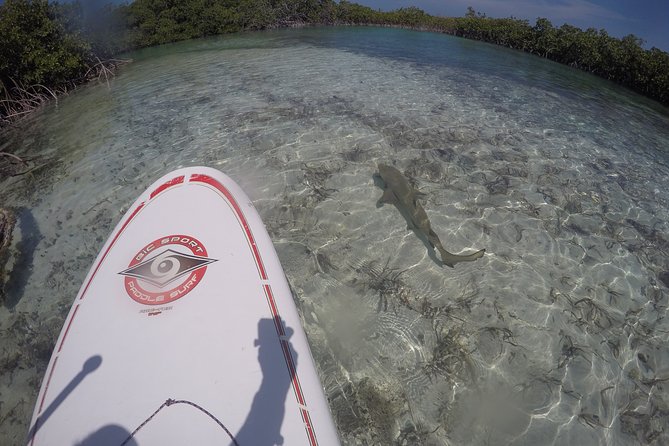 Turtle Eco Tour on Stand-Up Paddleboards or Kayaks into the National Marine Park - Getting there: meeting point and how to plan your time