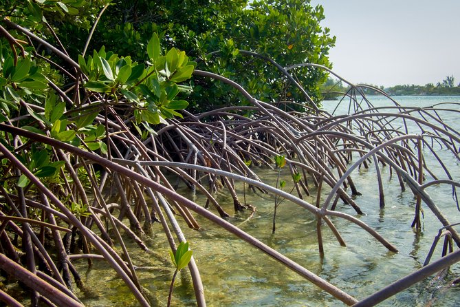 Turtle Eco Tour on Stand-Up Paddleboards or Kayaks into the National Marine Park - Price and value: what you’re paying for on this paddle eco tour