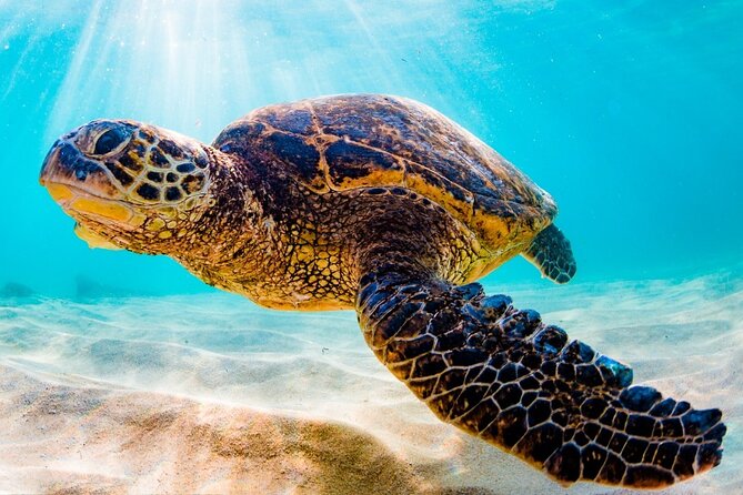 Turtle Eco Tour on Stand-Up Paddleboards or Kayaks into the National Marine Park - The boards and what the first lesson actually changes