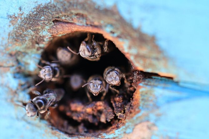 Unique and Personal BushTracks Eco Tour in Agnes Water 1770 - Morning tea from 10:45: native bee observation hive plus nature soundtrack