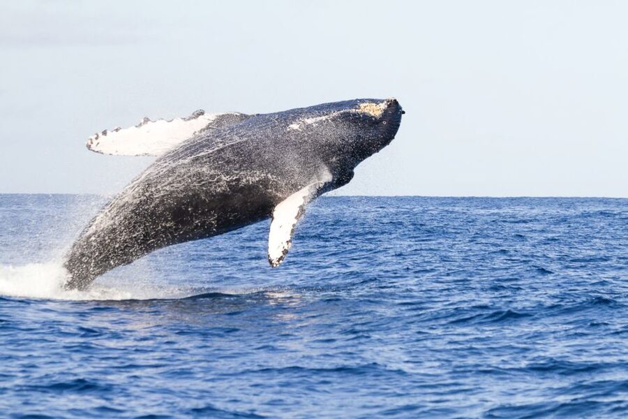 West Oahu: Eco-Friendly Whale Watching Cruise - Quick Takes: What I’d Tell a Friend