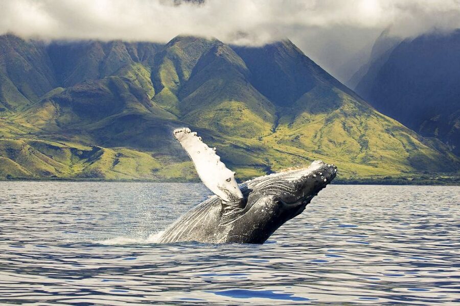 West Oahu: Eco-Friendly Whale Watching Cruise - Waianae to the Pacific: Why This Cruise Feels Low-Stress