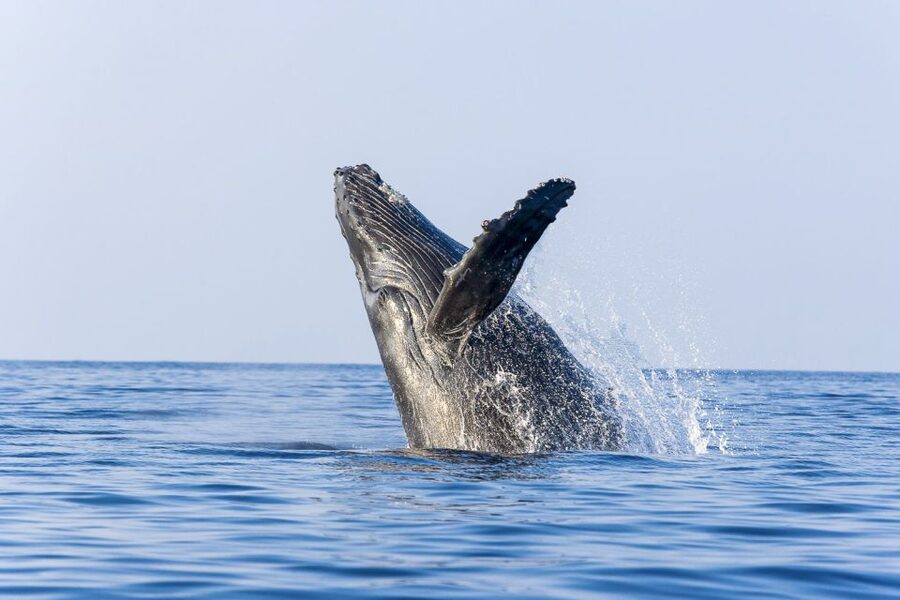 West Oahu: Eco-Friendly Whale Watching Cruise - On Board Comfort: Seating Choices and a Premium Bar You’ll Actually Use
