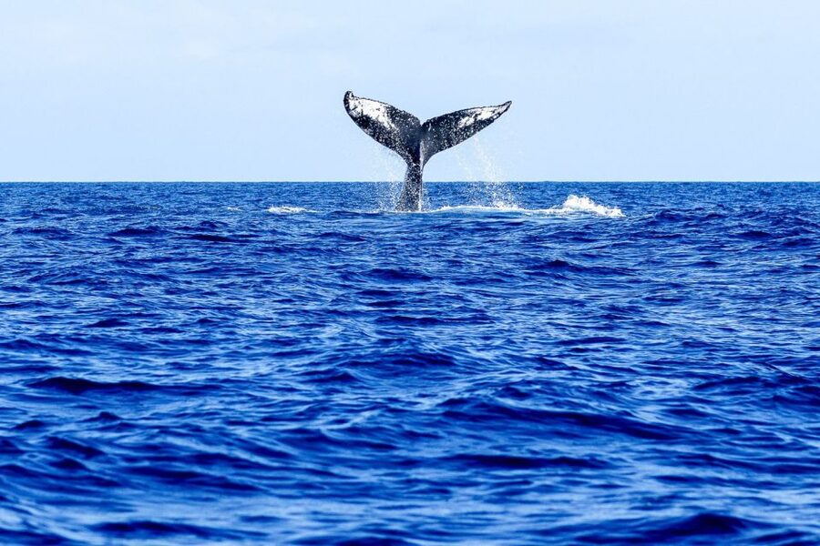 West Oahu: Eco-Friendly Whale Watching Cruise - Sea Conditions and Photo Reality: What to Do Before You Board