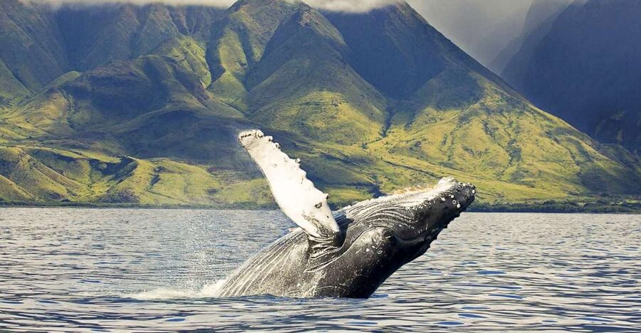 West Oahu: Eco-Friendly Whale Watching Cruise - Guaranteed Humpbacks: How to Set Expectations (and Keep Your Options Open)