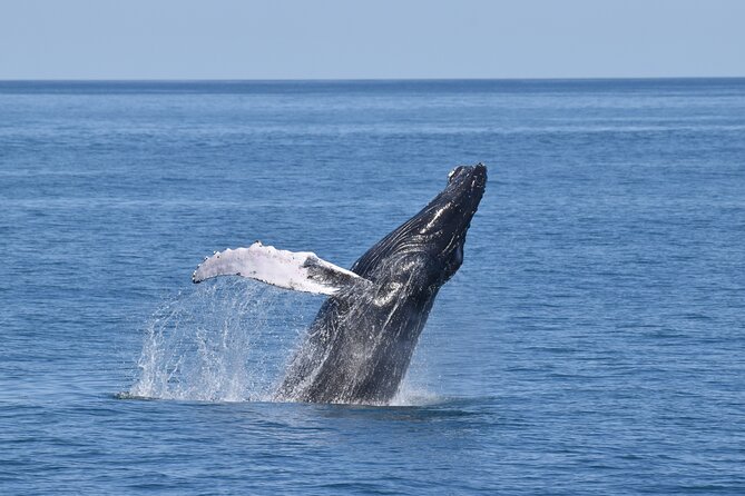 Whale Dolphin and Bird Watching Ecotour Cruise - Key things to know before you go