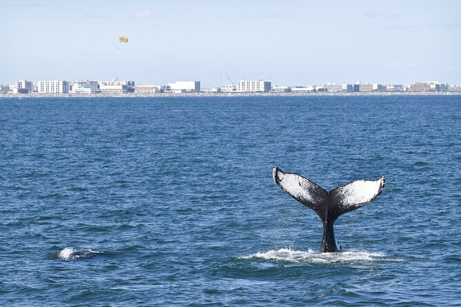 Whale Dolphin and Bird Watching Ecotour Cruise - A 1:30 pm Cruise That Fits Real Life in Cape May