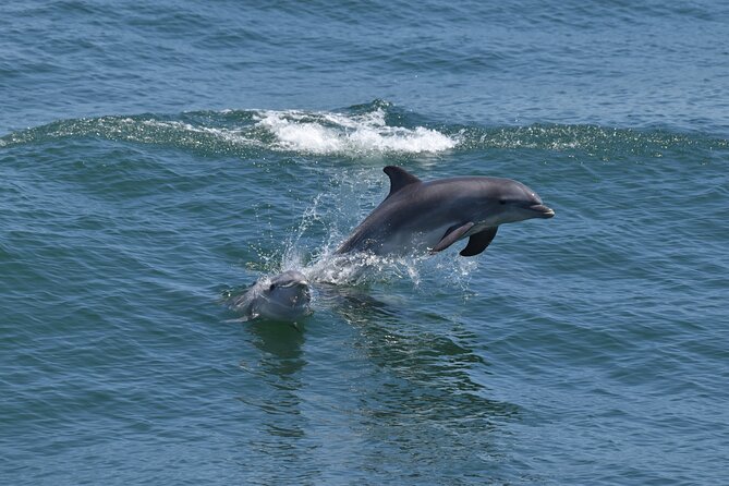 Whale Dolphin and Bird Watching Ecotour Cruise - Marine Biologists On Board (and Why That Changes Everything)